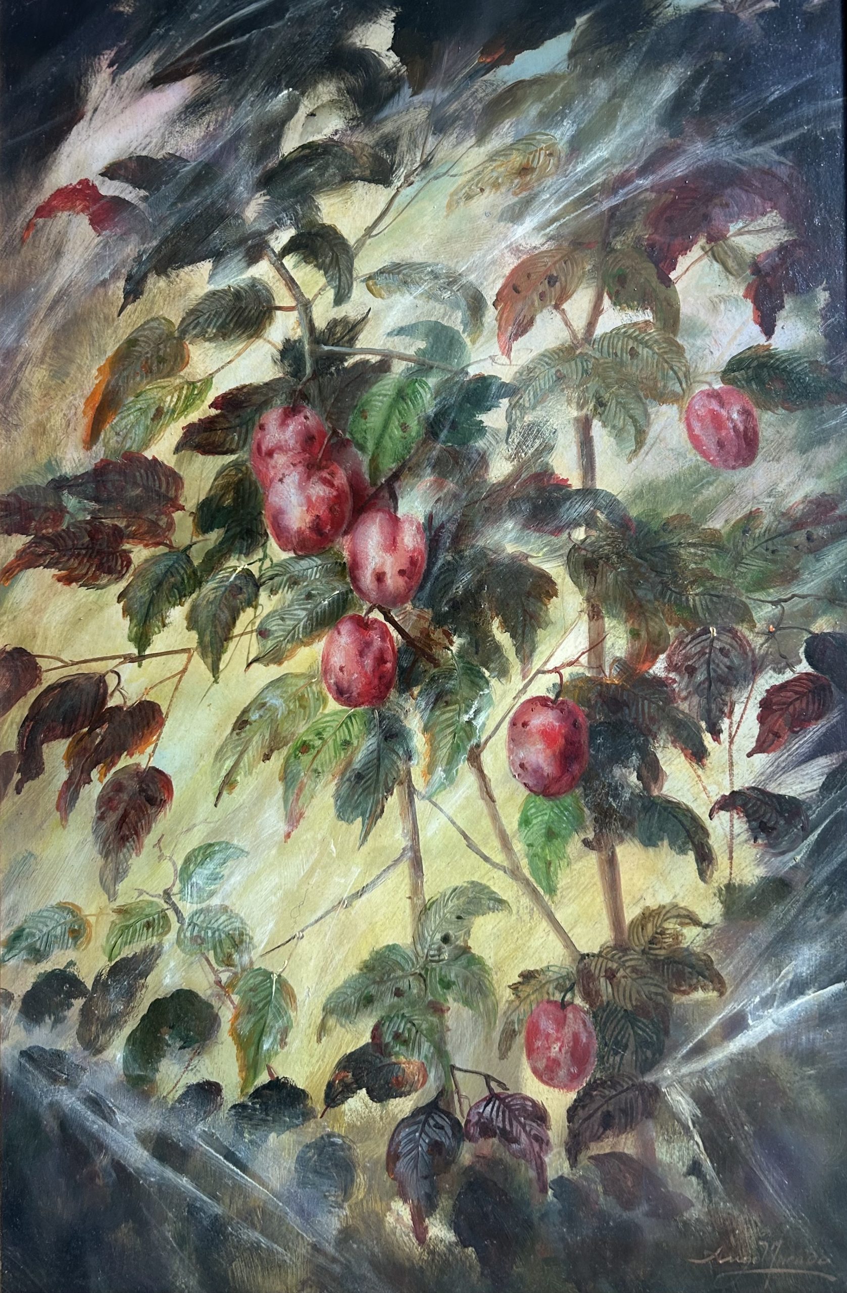 Plums 1 Plums