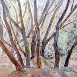 Graceful Olive Trees